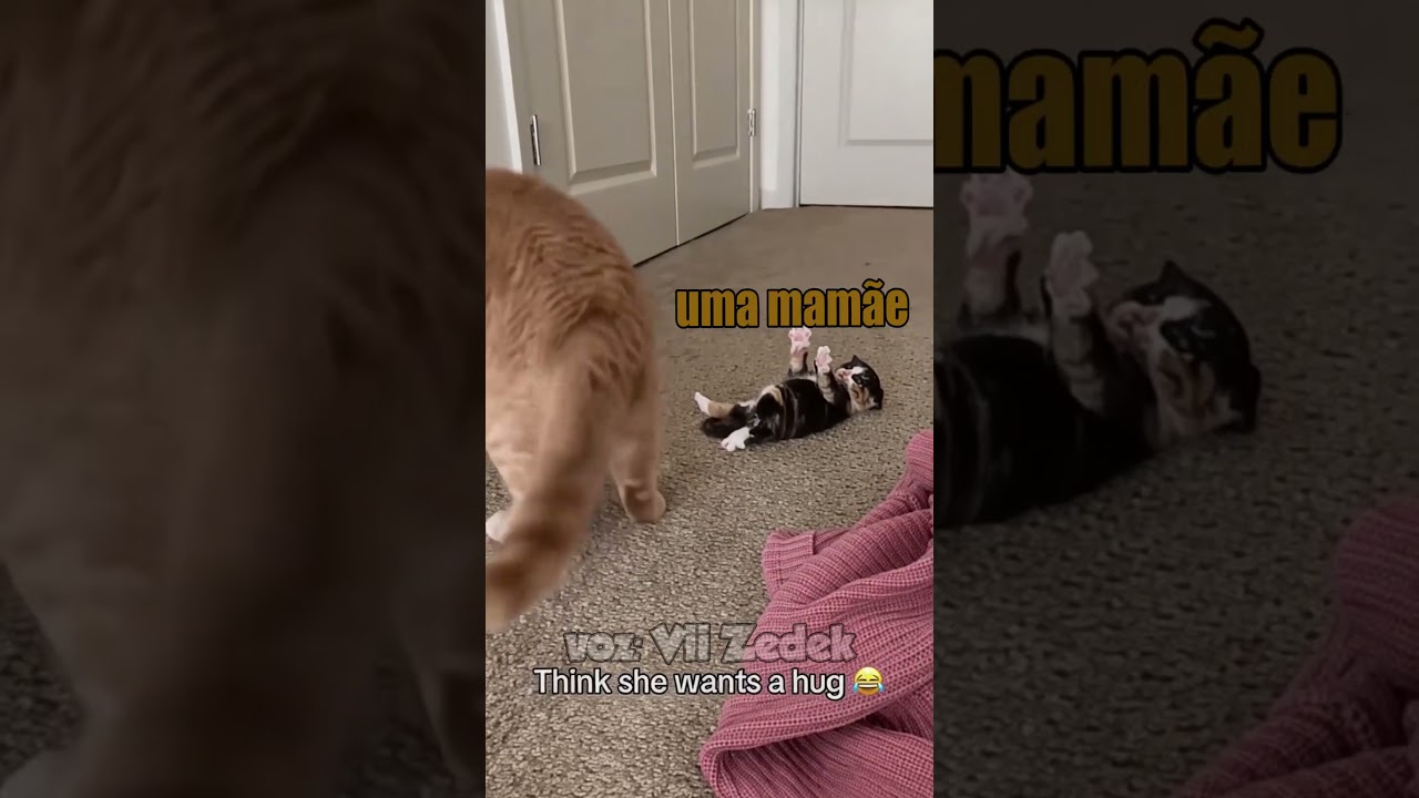Bichinhos que nos entendem - mamãe gata