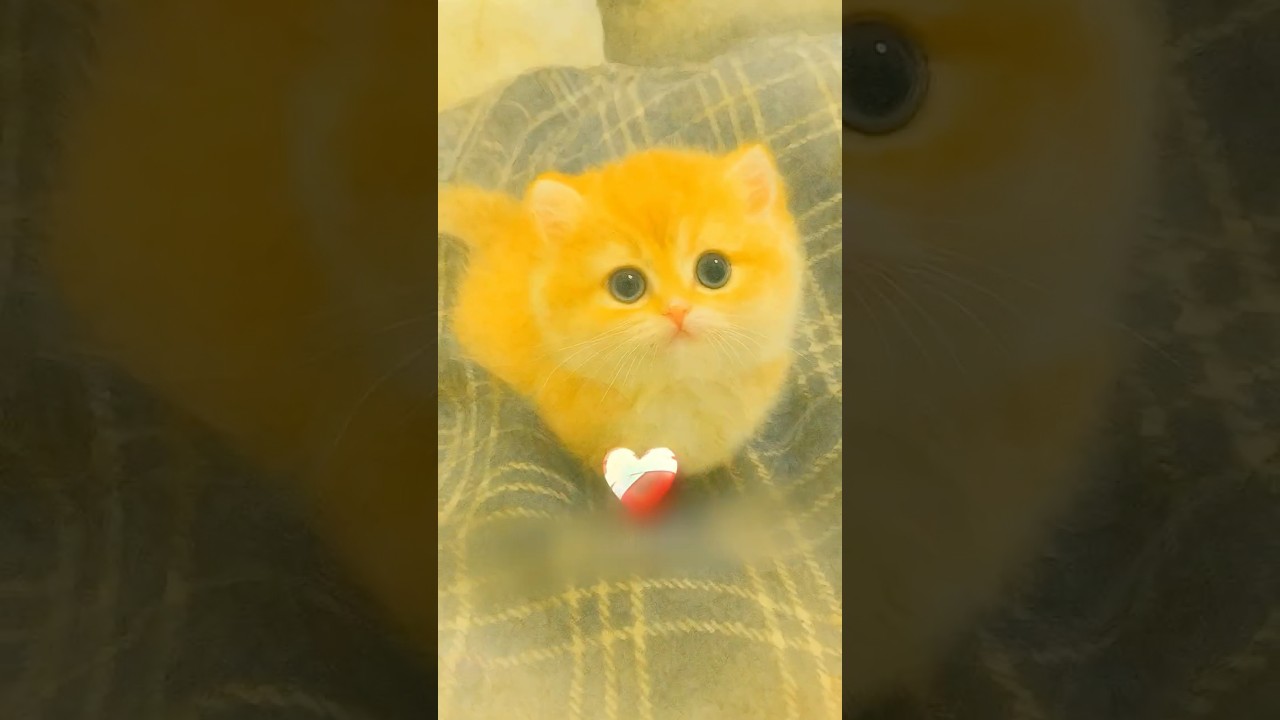 هذا الاب اهدى بنتو قطة صغيرة 🥹❤️ #shortvideo