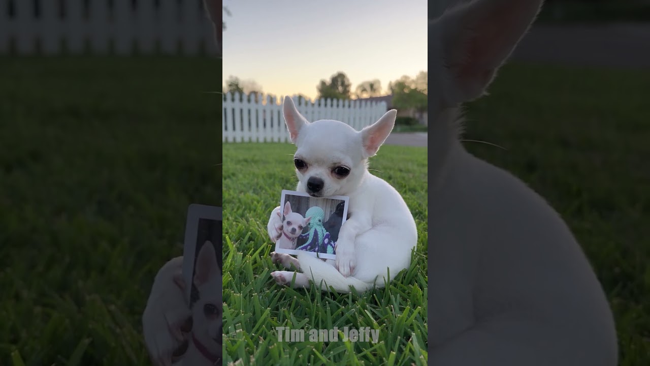 Motorcycle Thief Steals Jeffy’s Favorite Toy 😂