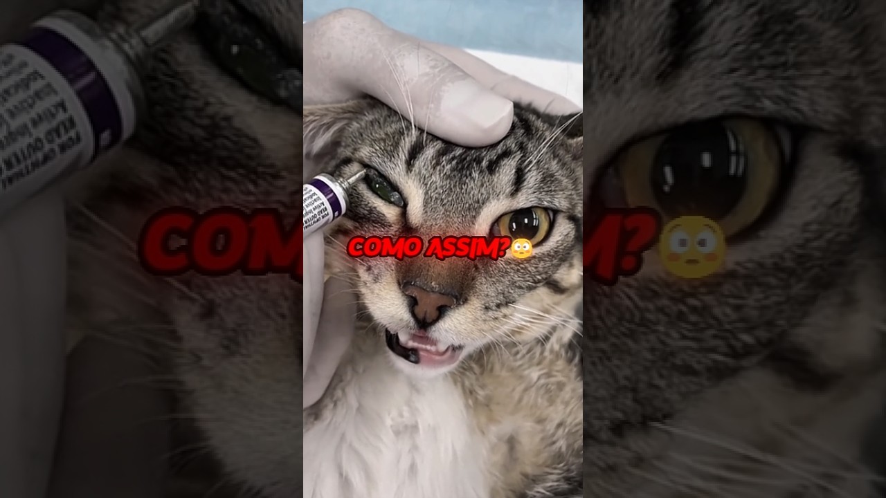 Por Que Ele Fez Isso? 😳🐱 (@petercarlosrvt) #pets #petsfofinhos #animals