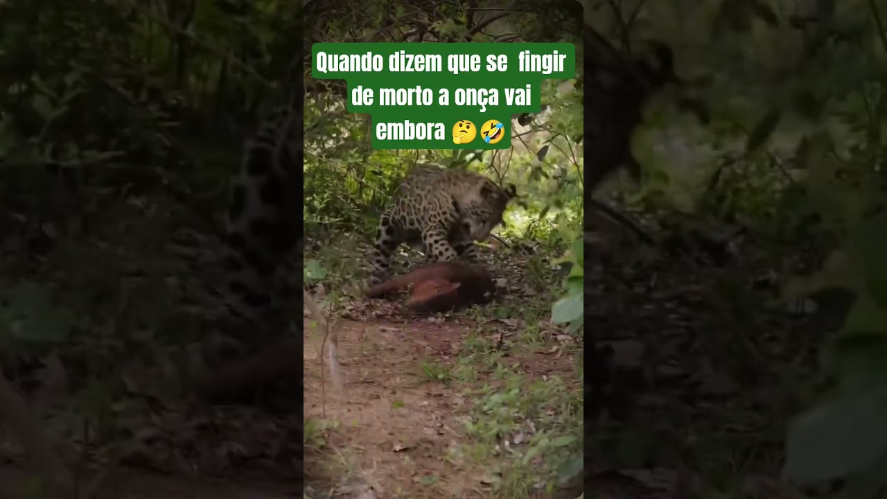 Quando dizem que se  fingir de morto a onça vai embora 🤔🤣