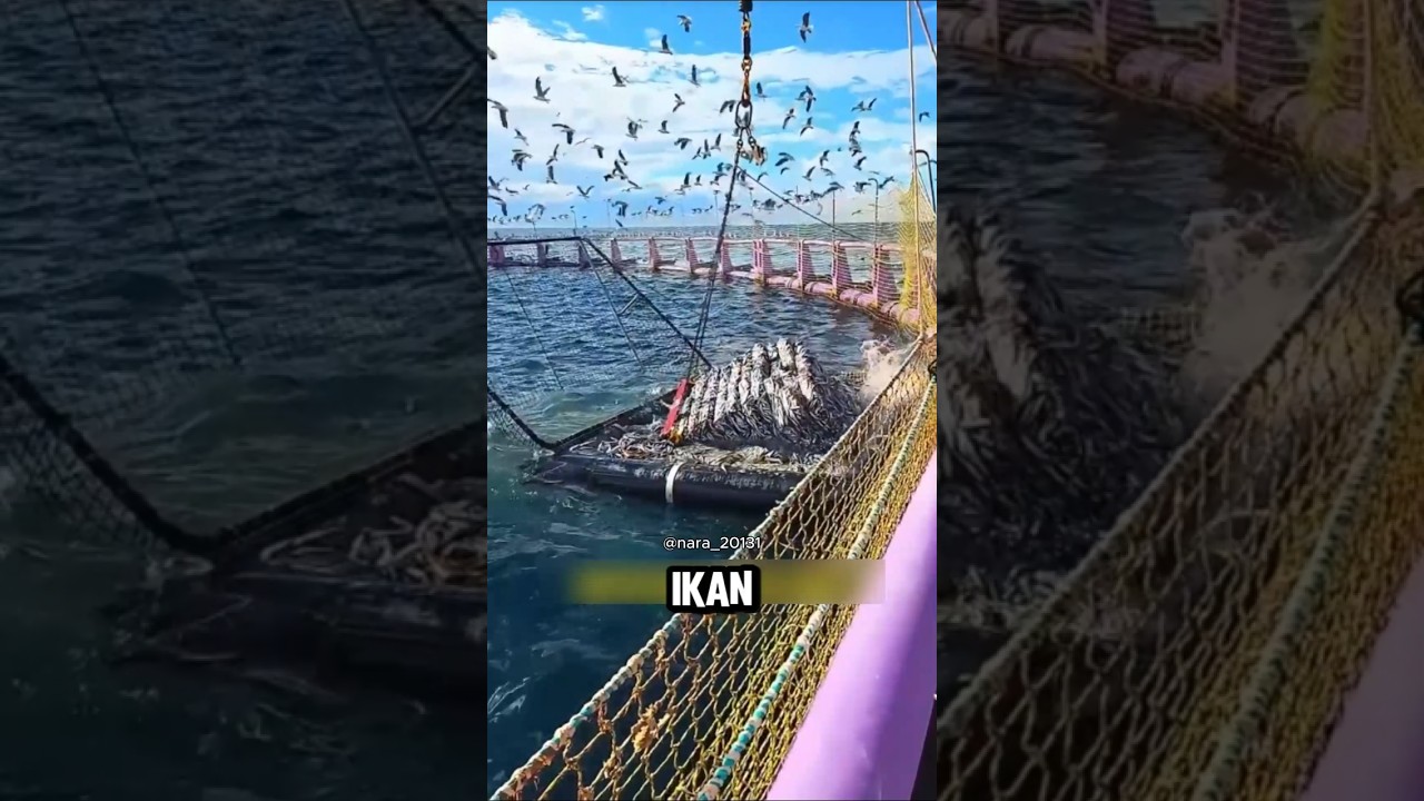 Mesin ini melempar ikan ke udara?! ternyata buat makan tuna 😱