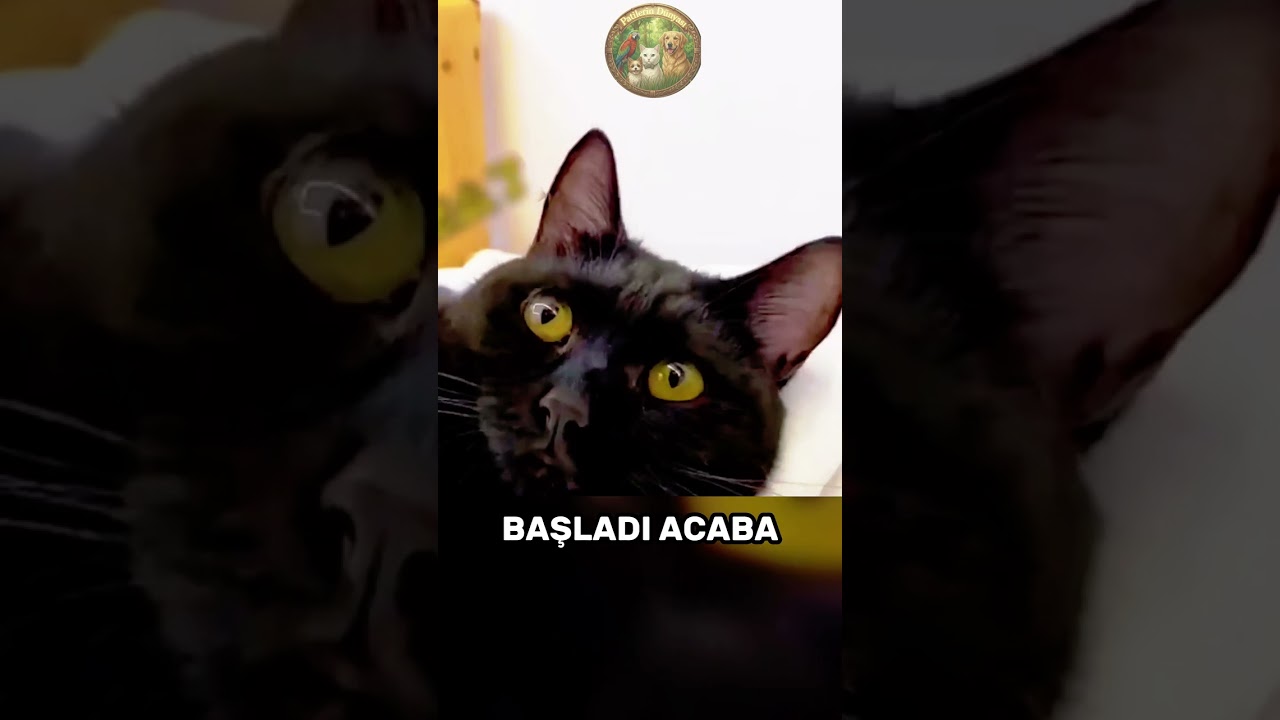 Bu Siyah Kedinin Rengi Gerçekten Değişiyor mu? 🐈‍⬛😱🧼#shorts