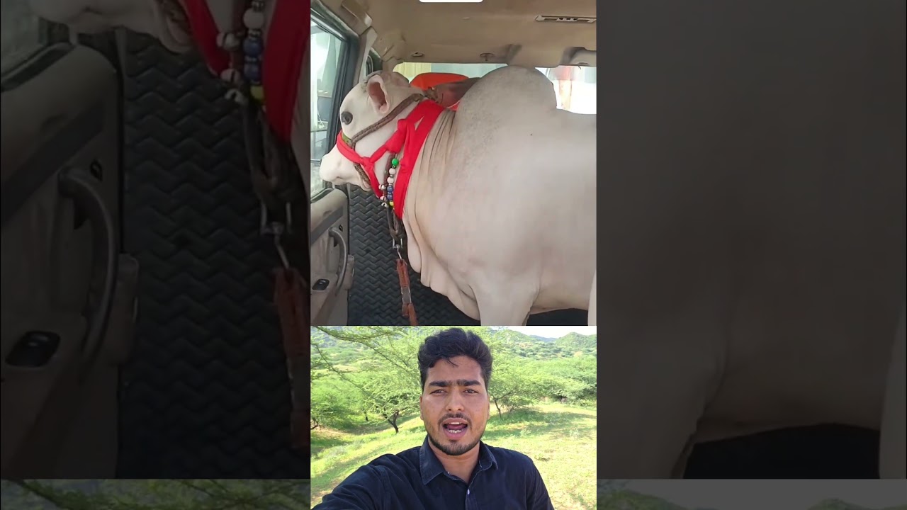 कार के अंदर मिलीं दो छोटी-छोटी गौमाताएं, चेकिंग के दौरान पुलिस भी रह गई हैरान