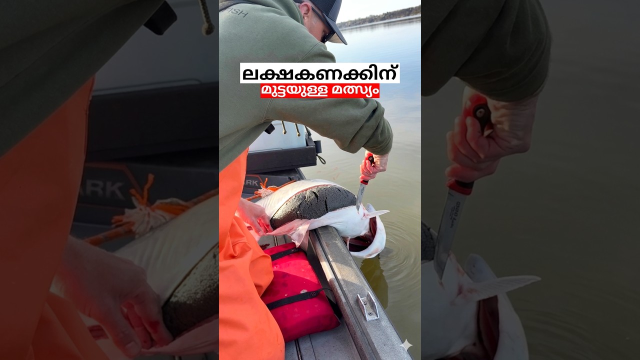 ലക്ഷകണക്കിന് മുട്ടയിടുന്ന മീനിനെ കണ്ടിട്ടുണ്ടോ 😳 #shorts #fishing #paddlefish