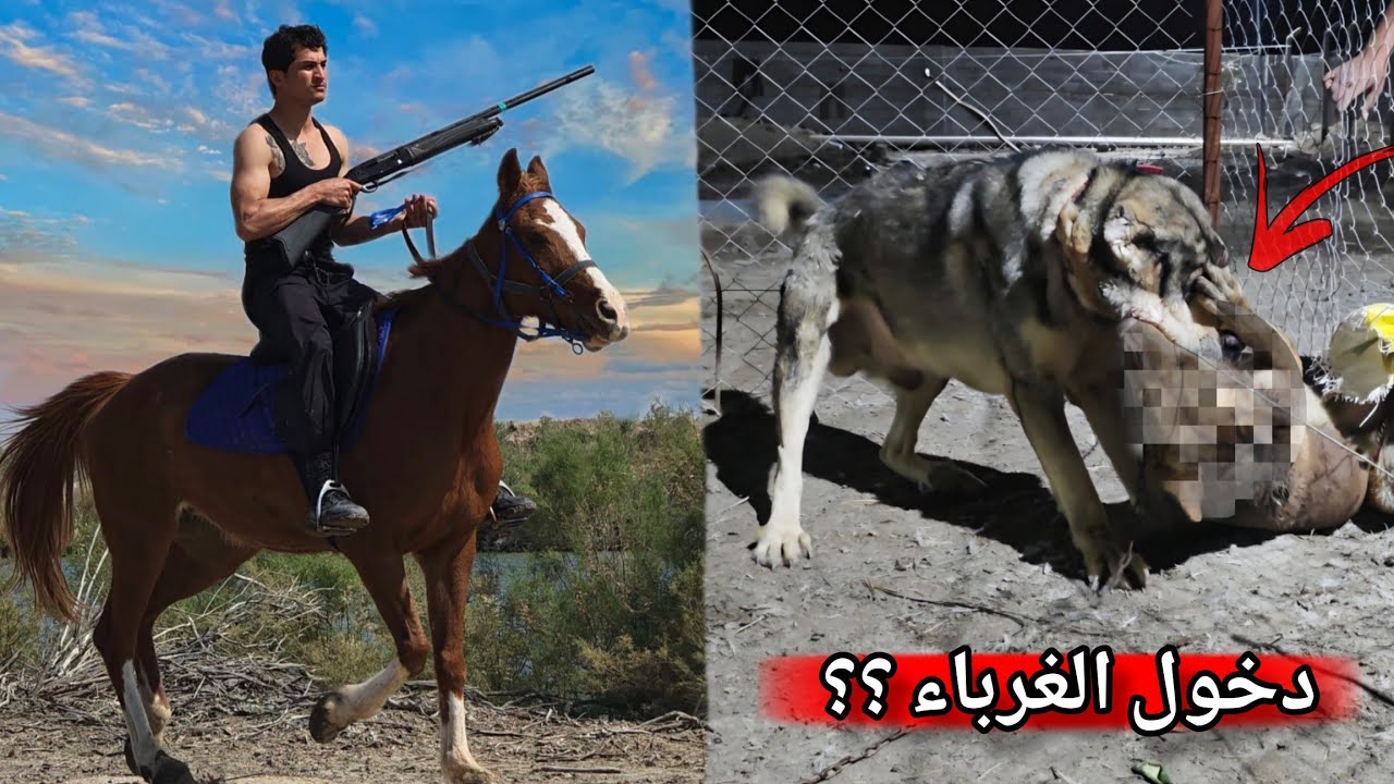 ​رحلة الخيل والضيف غير المتوقع! 🔥