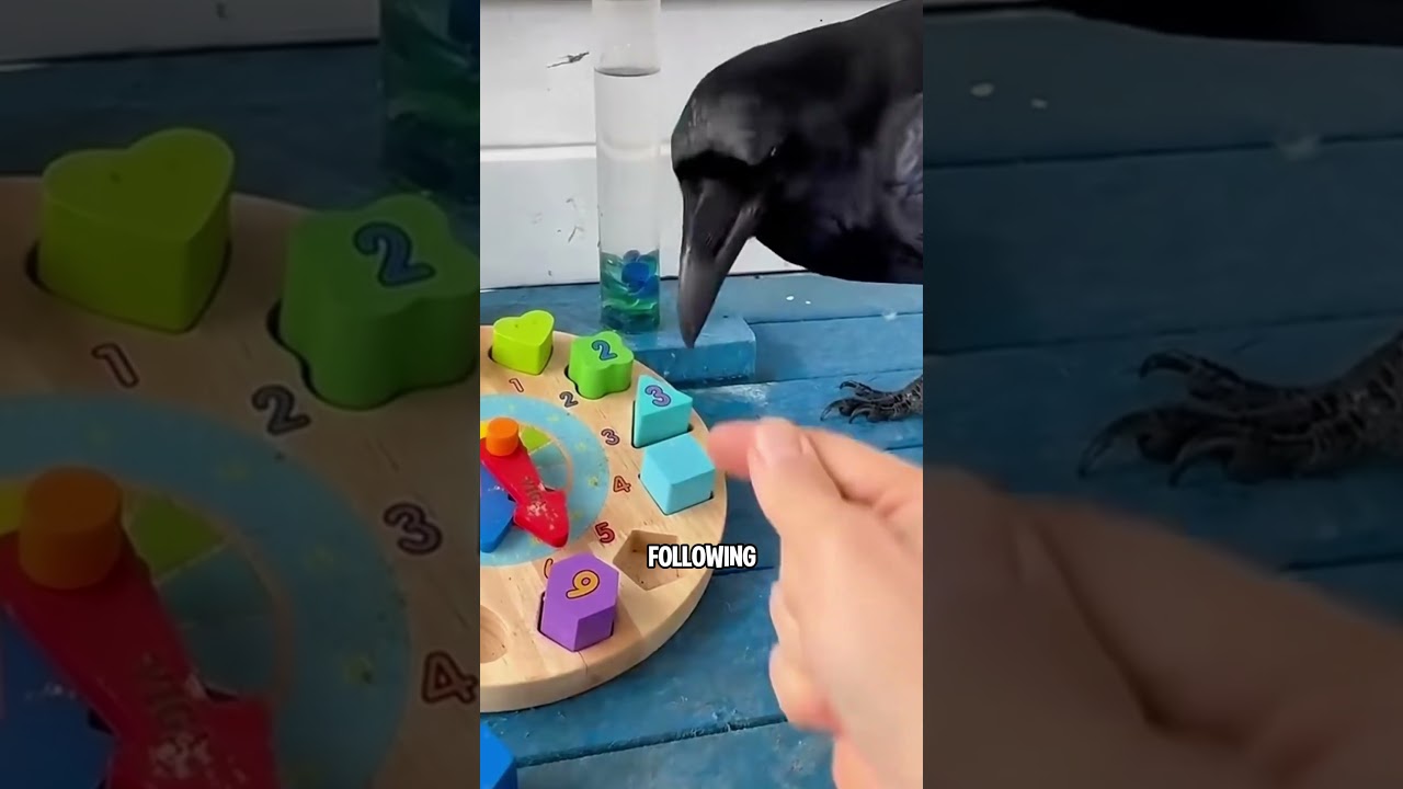 If you touch a raven’s beak…… #youtubeshorts #pets #ravens #crow #facts #animals