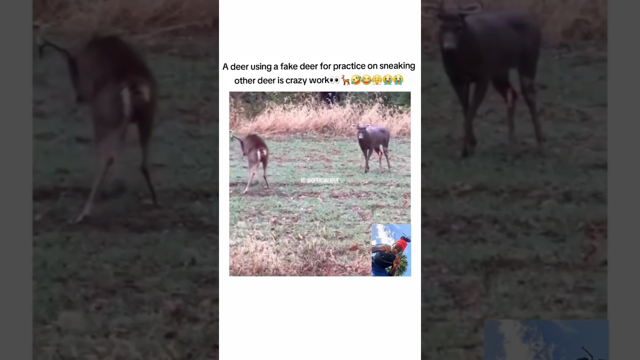 bro practicing🤣😭#shorts #viral #funny #cat #hunting #turkey #istanbul #voiceover #deer #gohard #ique