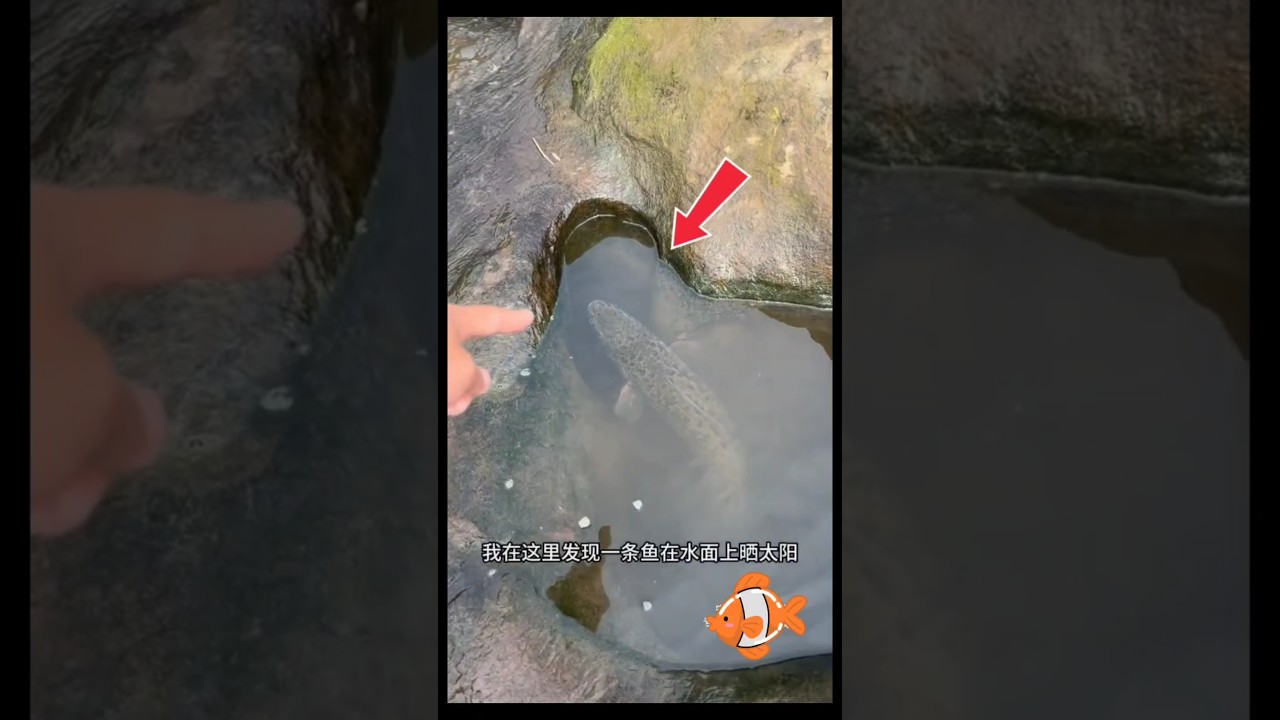 Penampakan Ikan Misterius Bikin Penasaran‼️ #trending #ikan #fishing #shorts