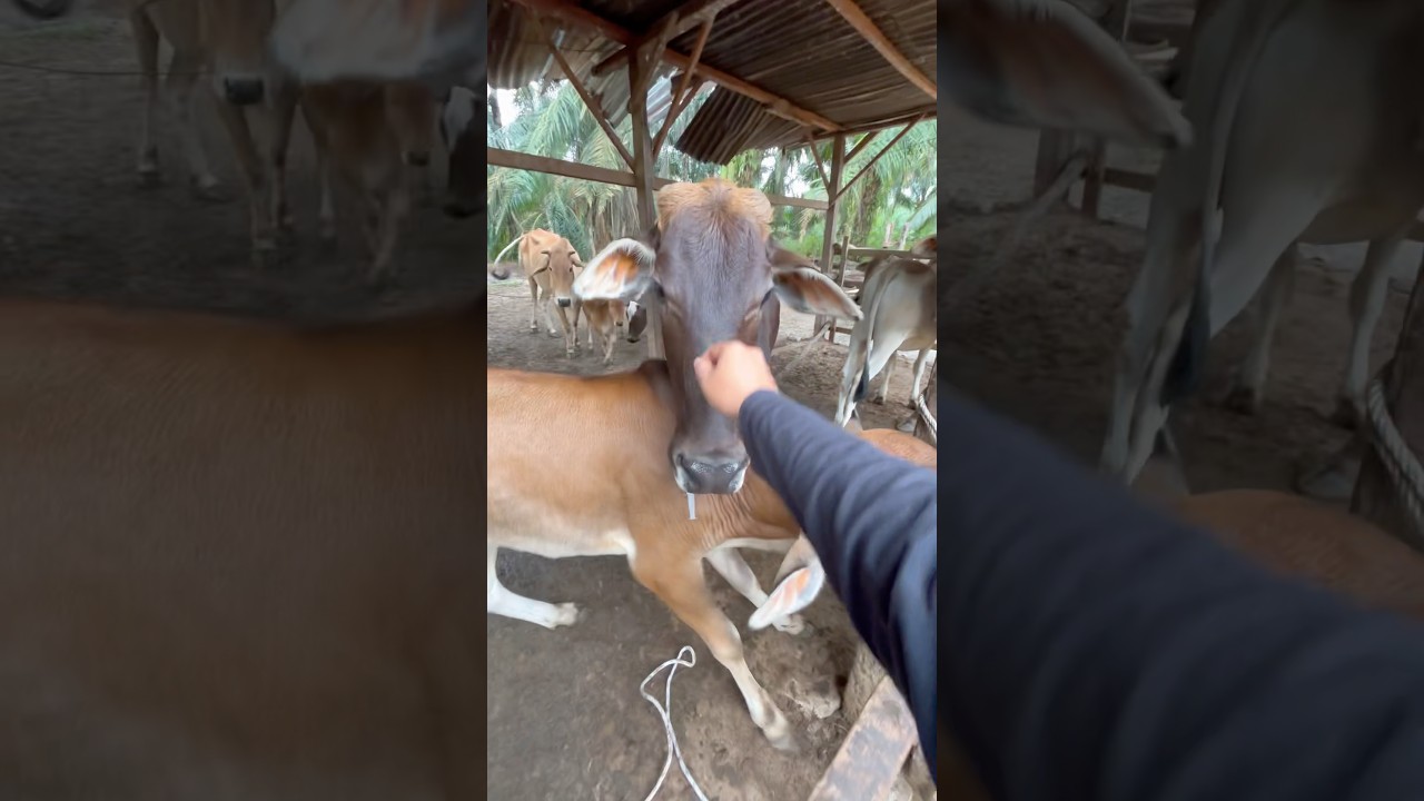 Suntikan multivitamin pada pedet nakal #sapi #animals #cow