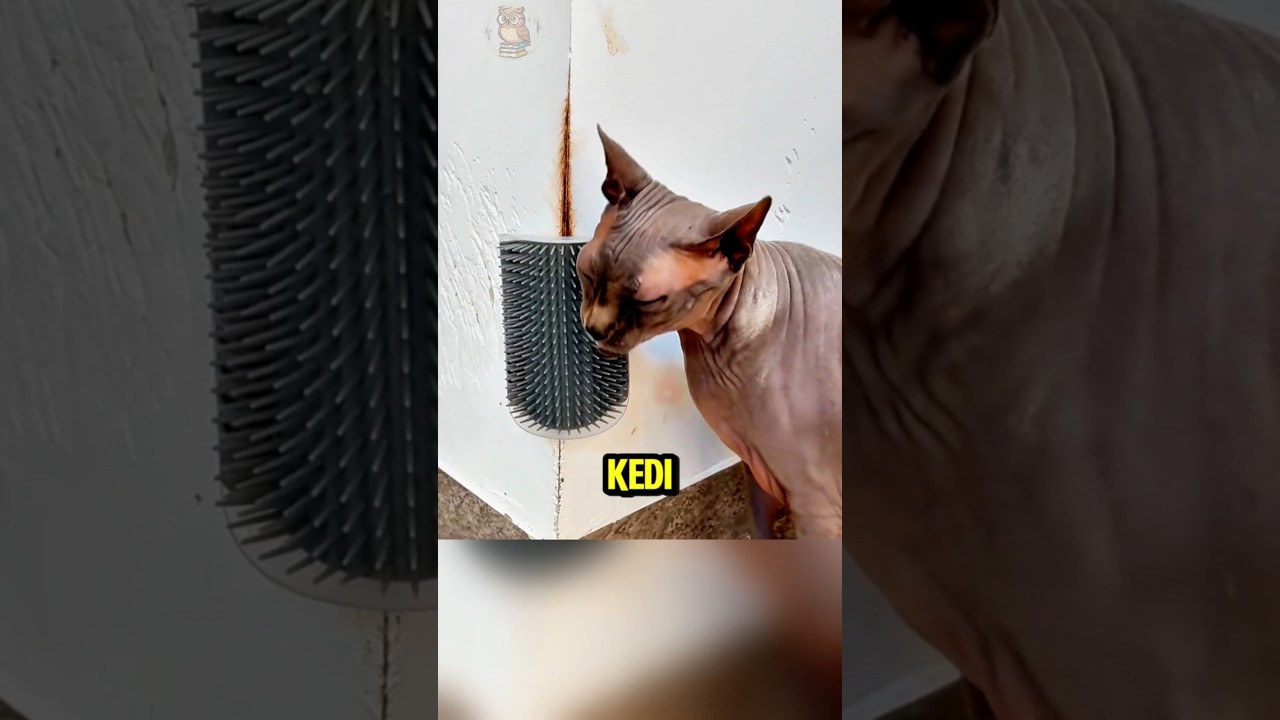 Duvara Sürtünen İnatçı Kedi 🐱🐾😹