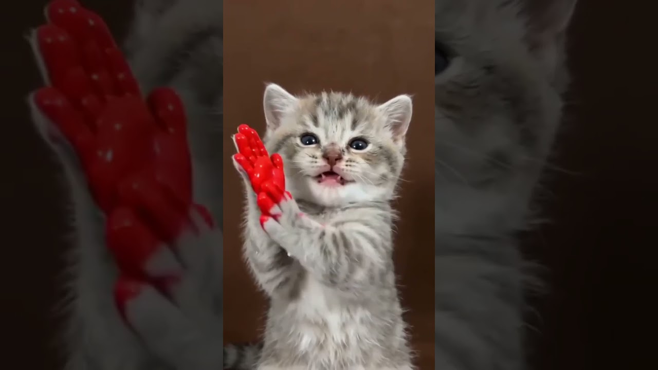 akan😎#aka#kiro#Cat#Edit