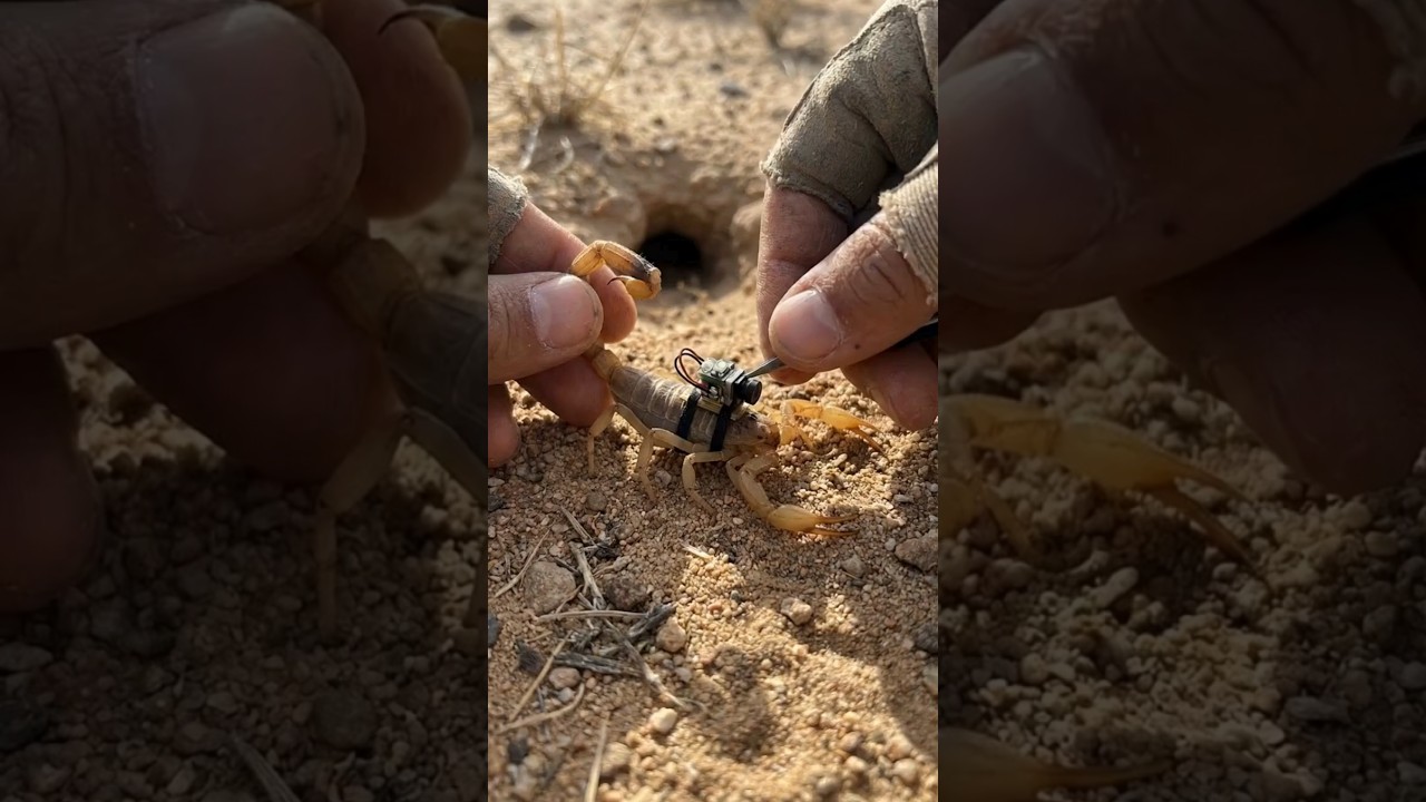 Desert Scorpion POV: Tiny Camera Reveals a Massive Hidden Underground Colony