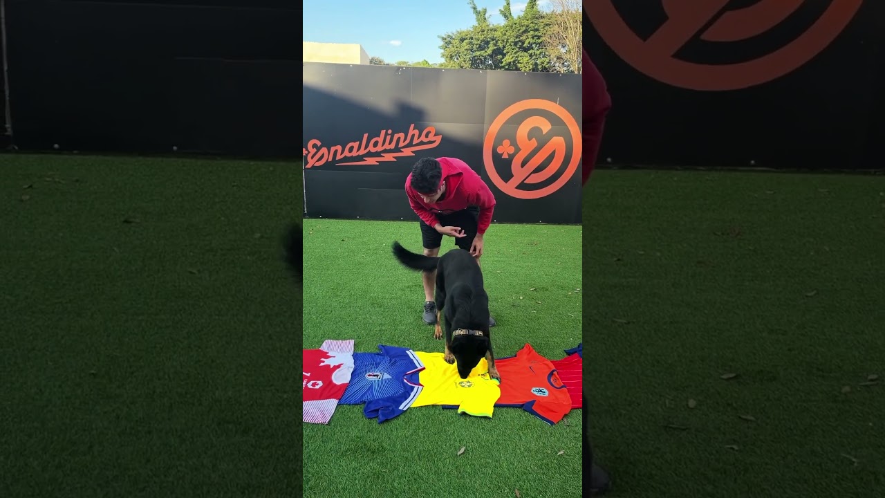QUEM SERÁ O CÃOPEÃO DA COPA DO MUNDO 2026? 🐶 #shorts