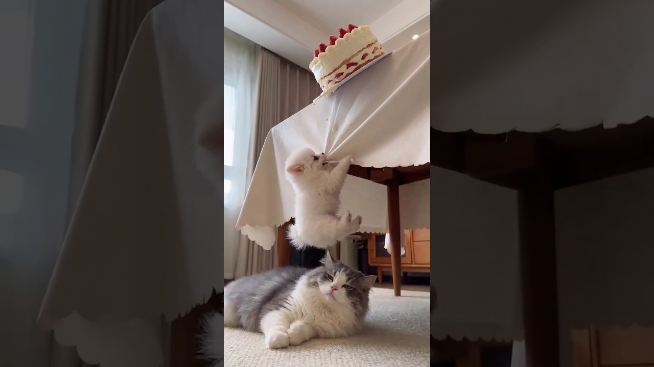 Puppy Has 10 Seconds to Save the Cake! #funny #pets #cat#shorts #kpop