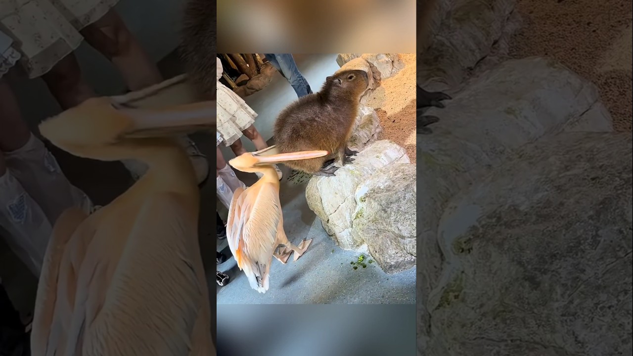 இந்த பறவை எதையும் சாப்பிட முயற்சி செய்யும் !!