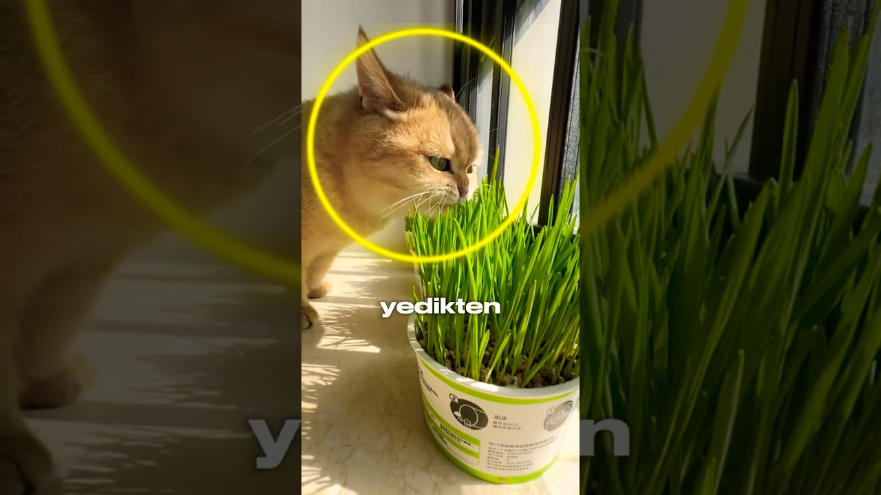 Kediler Çimen Yedikten Sonra Neden Kusar? 🐱🌿
