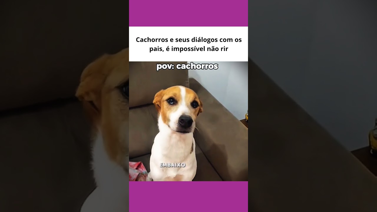 Cachorros e seus diálogos com os pais, é impossível não rir