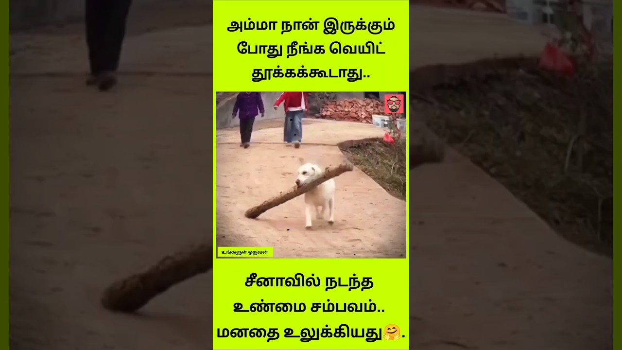 பாட்டிக்கு உதவிய பாசக்கார நாய்! இந்த வீடியோ உங்கள் கண்களை நனைக்கும்..