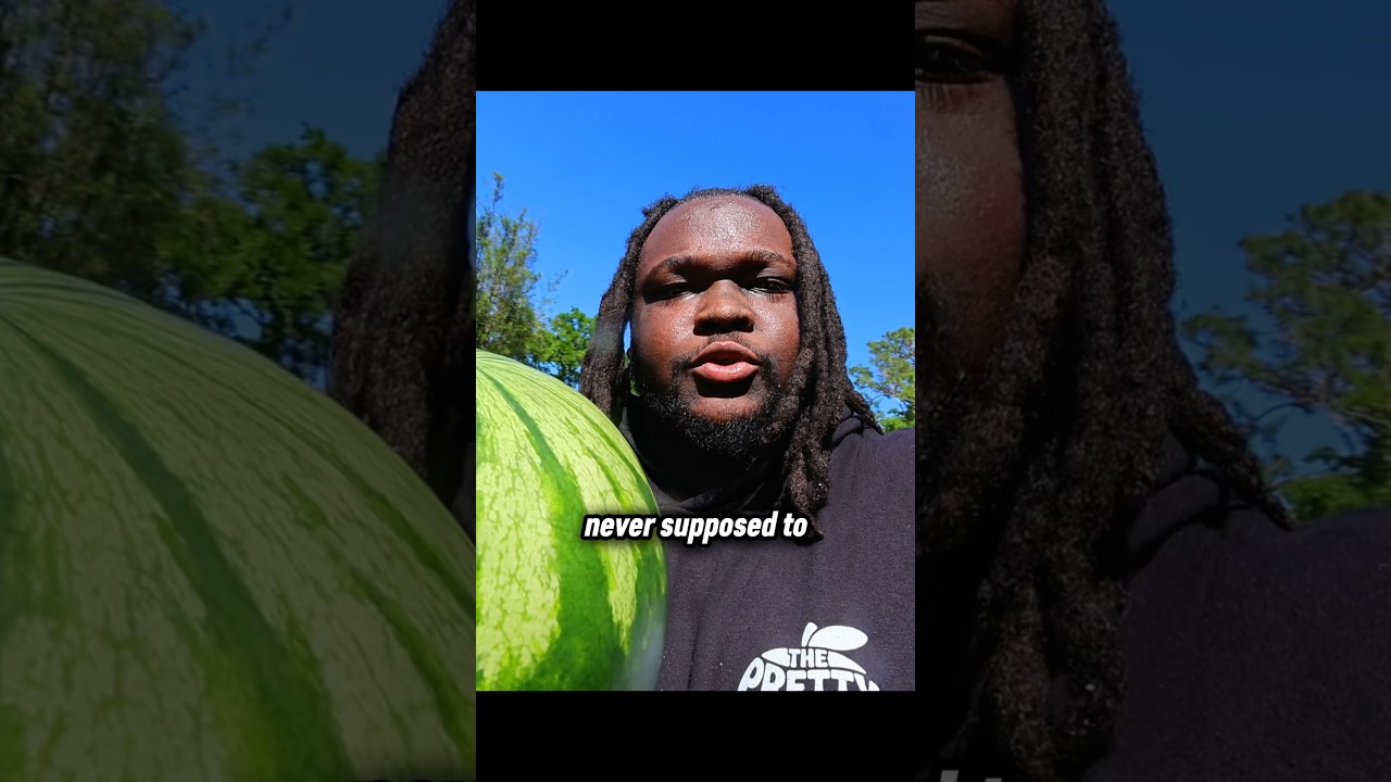 How Watermelon Became Food 🍉