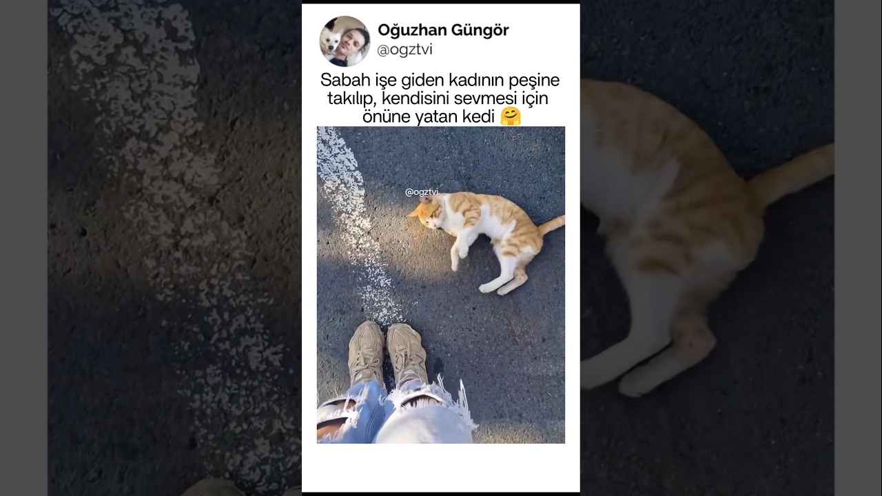 İşe giden kadına kendini sevdirmeye çalışan kedi