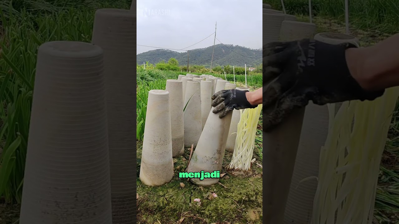 Cara Orang Cina Memanen Bawang 🧅