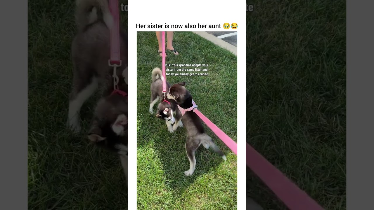 The whole time sister was like I thought i got away from her crazy ass #dog #dogshorts #dogvideos
