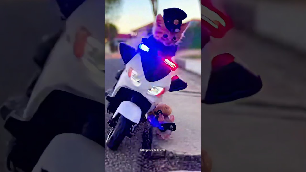 Kitten Cop Said “NOT TODAY” 👮‍♂️🐱 #PawAndOrder