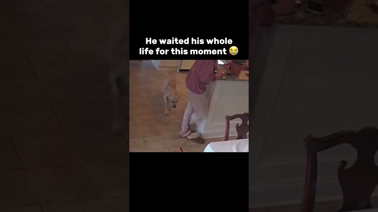 his time to shine #bruh #subscribe #meme #memes #funny #shorts #capcut #trending #lol #dog #dogs - Published by Qoolen