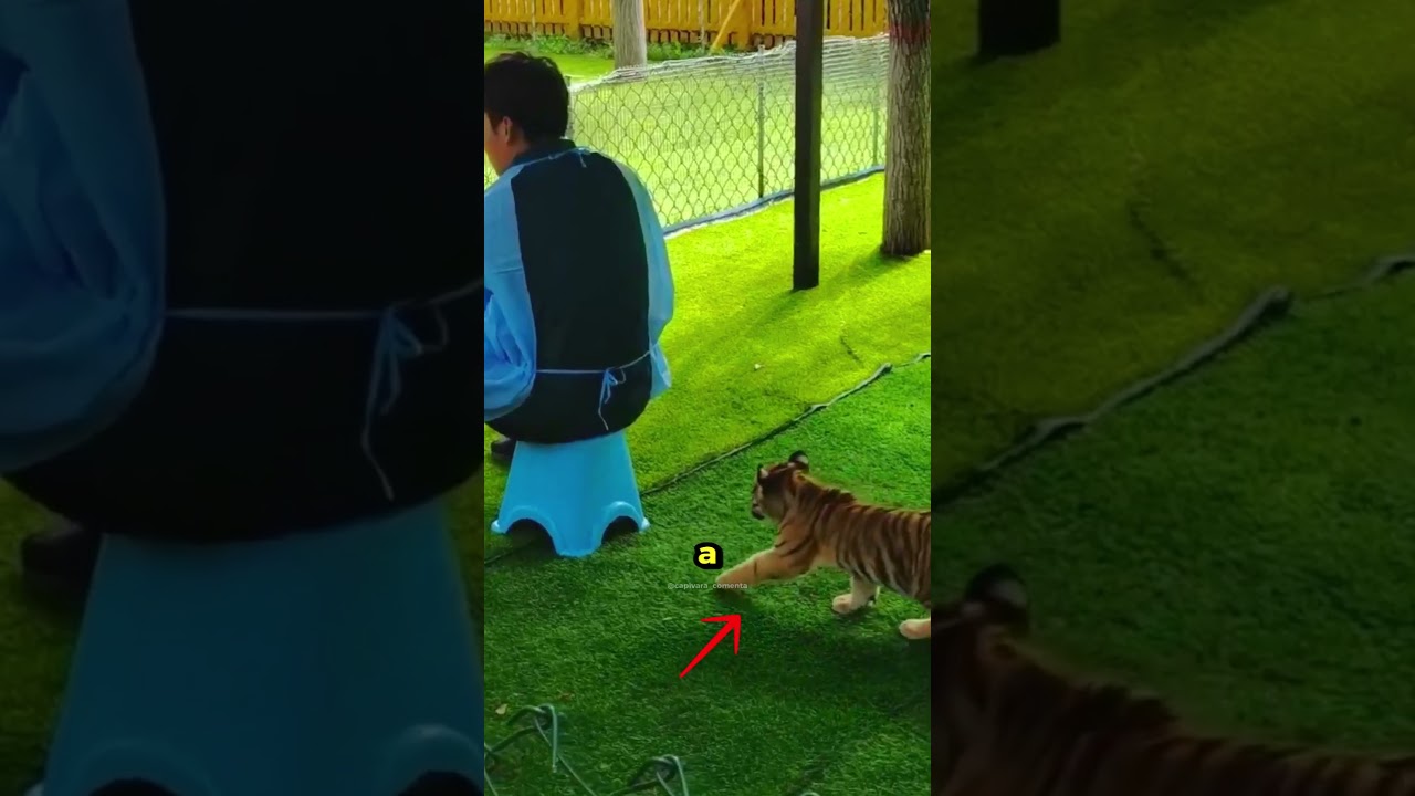 O Plano Desse Tigre Surpreendeu a Todos! 🐯