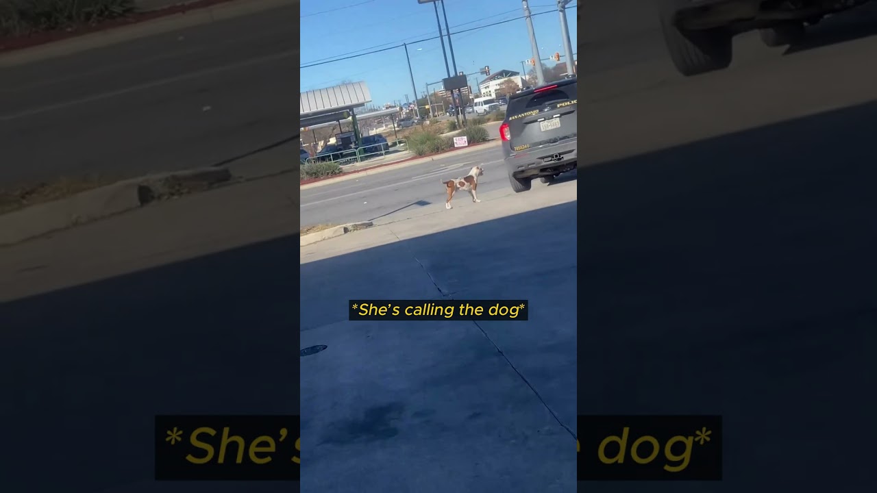 Why This Officer Abandoned A Dog In High Traffic