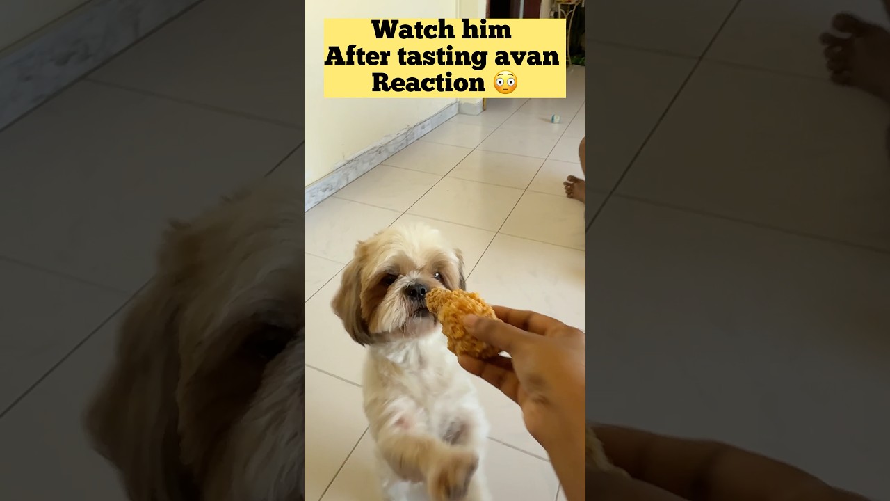 Unexpected one 😳 enna reaction 😂 aana avanuku nanga sapda kudukala vega vecha chicken kuduthom