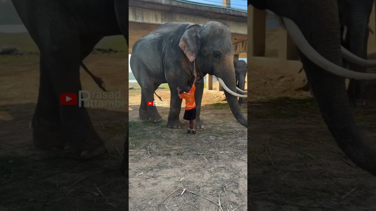 തനി രാവണൻ 🔥🔥🔥🔥 #elephant #aanakotta #uthsavam #aana #pooram #malayalam #nature