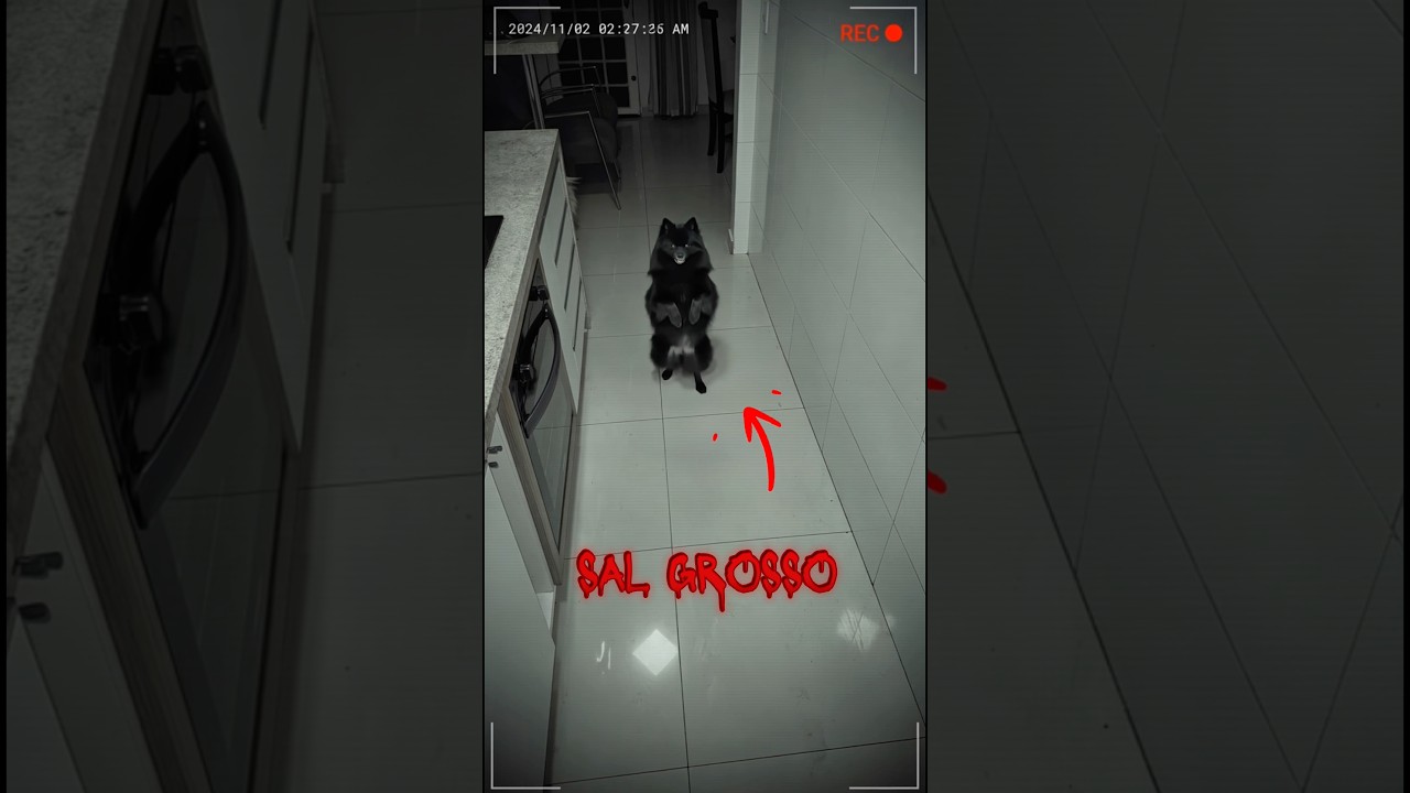 O SAL GROSSO REVELOU ALGO DA CACHORRA 🧂🐕