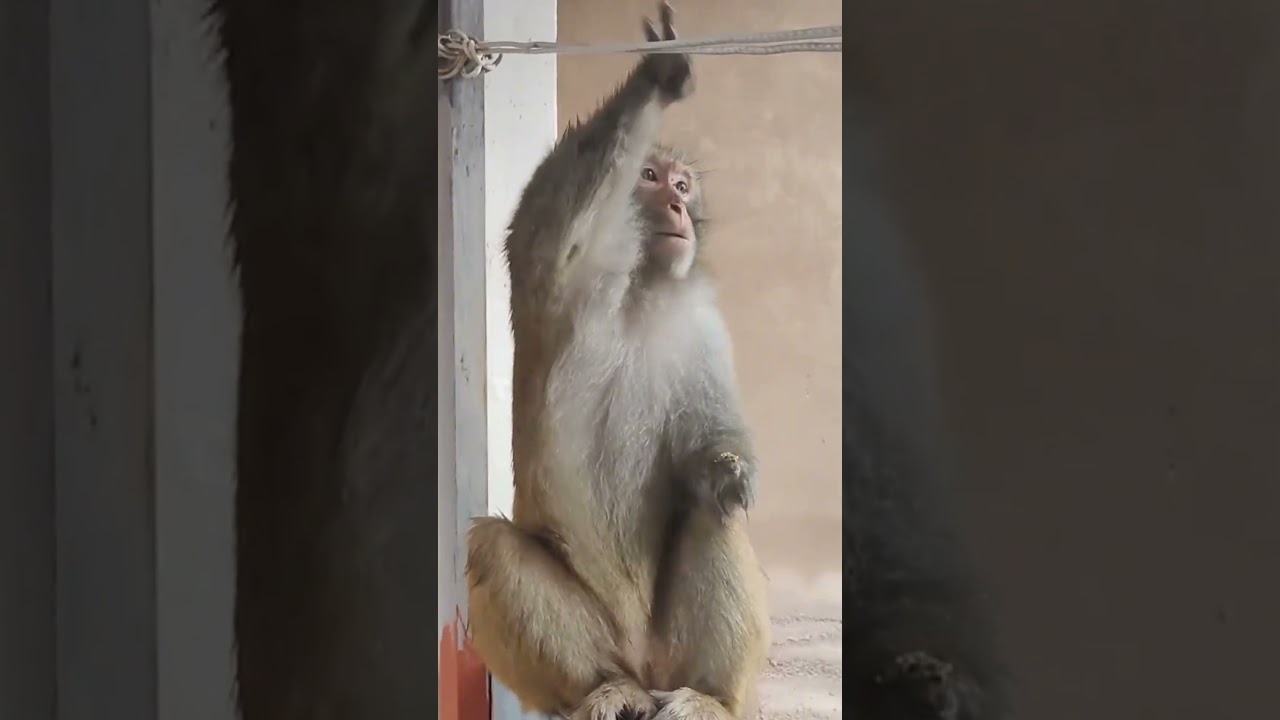 Kisah Mengharukan Monyet yang Setia Datang ke Rumah Ini Setiap Hari 🐒🥰 #animals #monkey