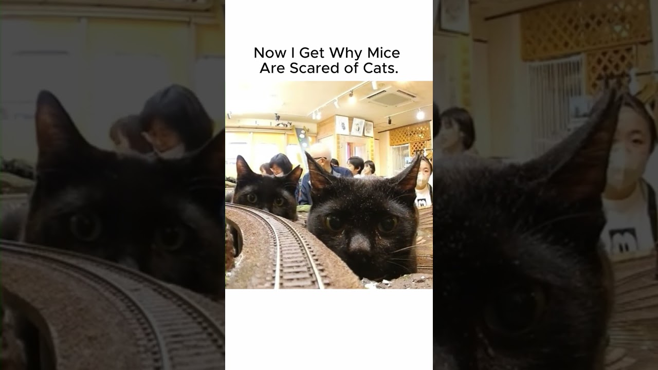 Now I Get Why Mice Are TERRIFIED of Cats