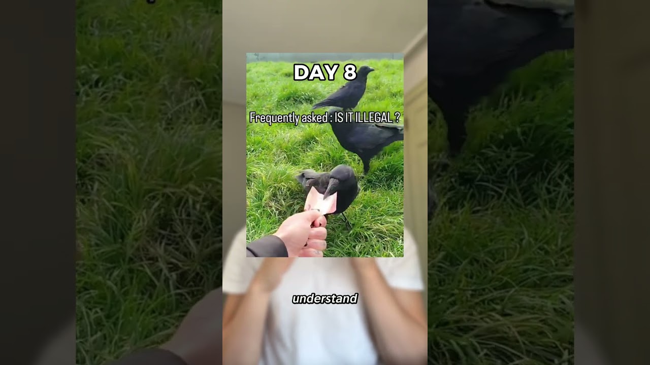 Using Crows To Get Rich!