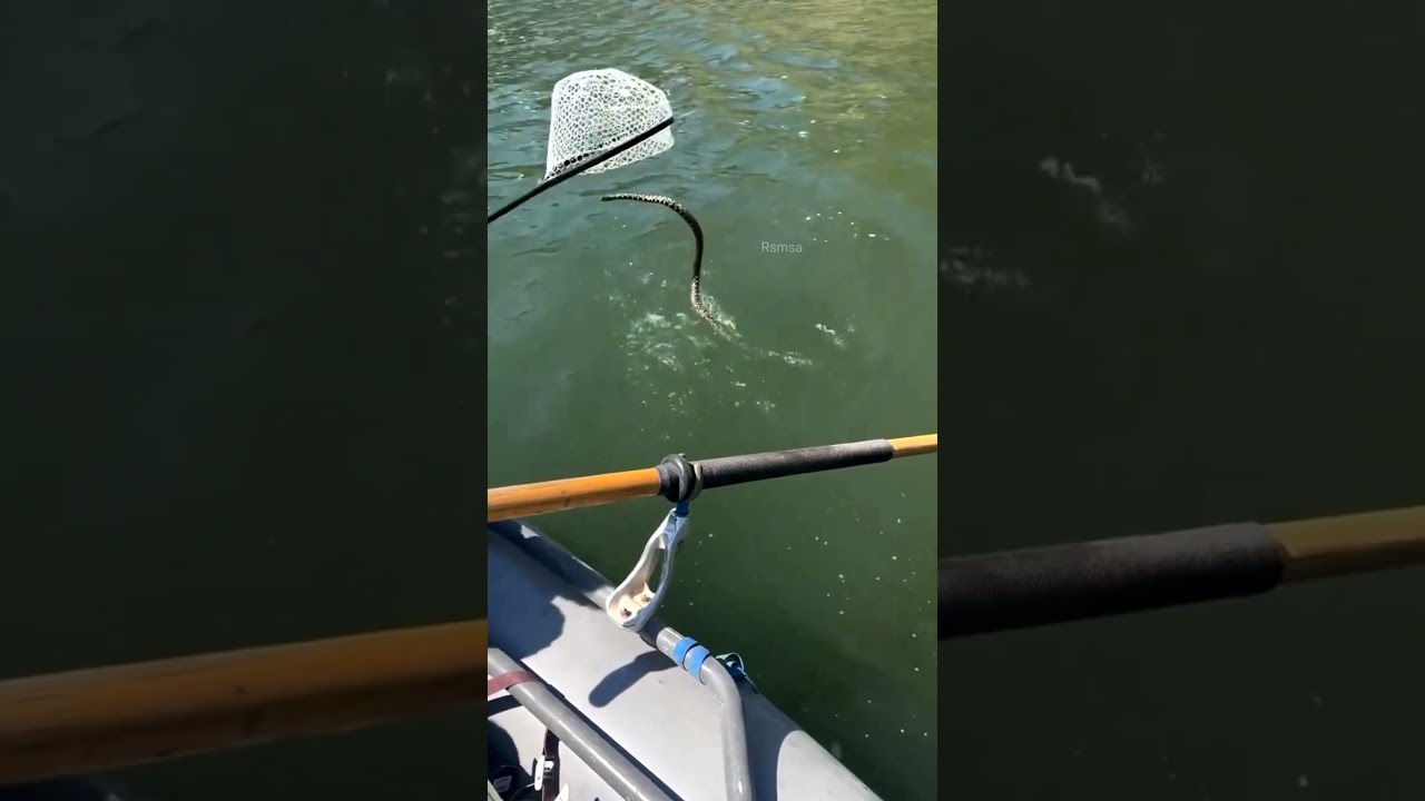 Paani Wala Saap Seedha Aapki Taraf Aa Raha Hai! 😳🐍