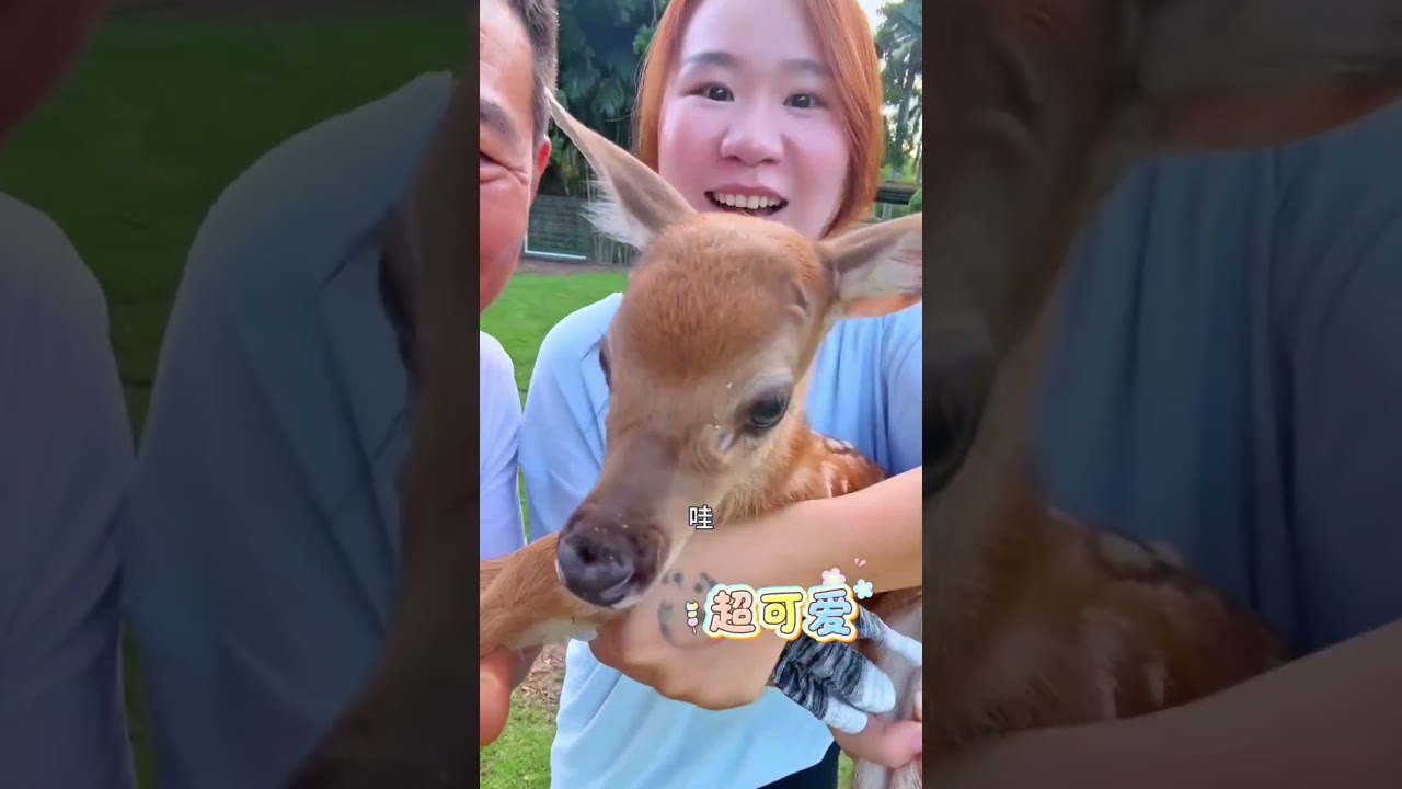 🦌❤️ تحدي تربية صغير الغزال يتحول إلى فوضى مضحكة! 😂🐾🏡 #viralvideo #facts #flims #funny#shortvideo