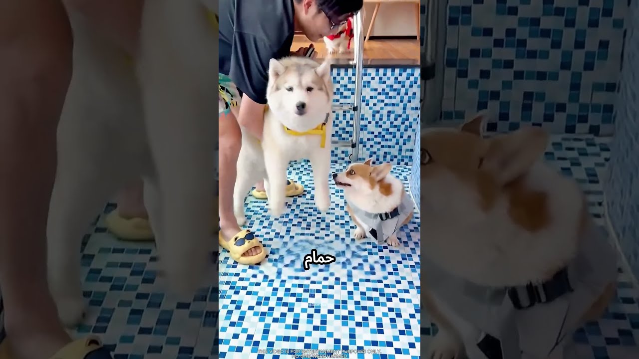 الكلب بقا يعرف يعوم أحسن من صاحبو #viral
