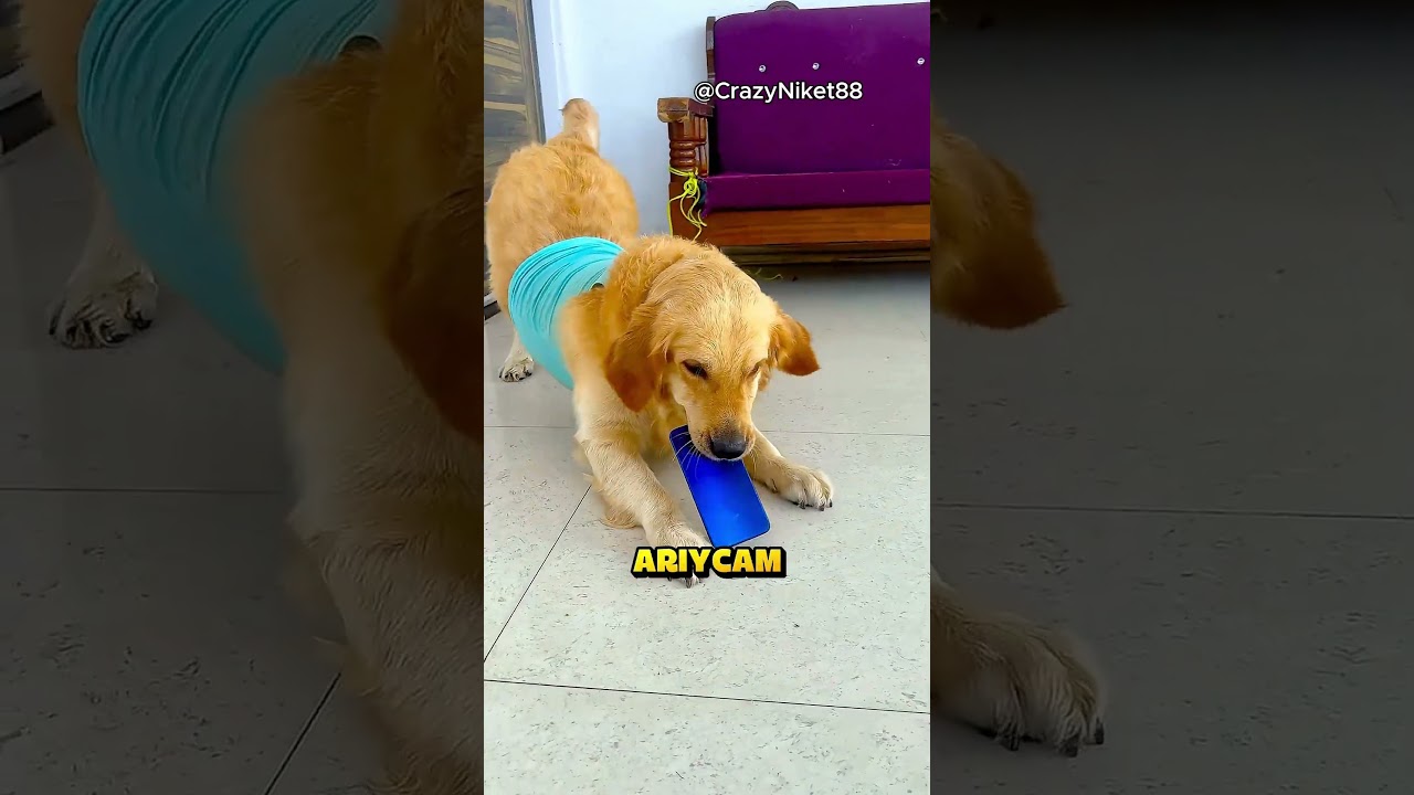 Köpeği Yüzünden Neredeyse Hapse Giriyordu.. ❗🐶 (Credit: CrazyNiket88 /YT)
