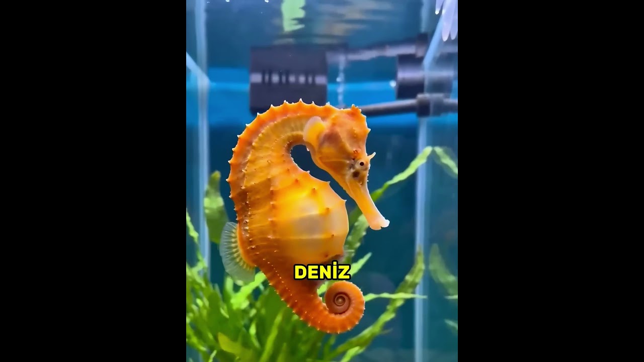 Hamile Deniz Atını Kurtardı, Sonra Akvaryum Doldu! 🐴🥹#shorts