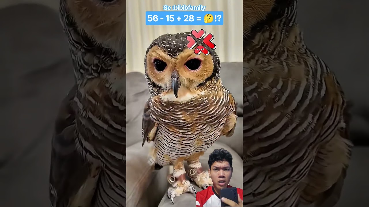 Dasar Burung Hantu Pemalas ⁉️