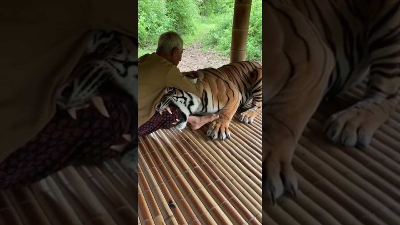 NYARIS TEW4S! KAKEK TUA INI DISERANG HARIMAU MENDADAK #shorts #viral #trending #short #fyp #macan