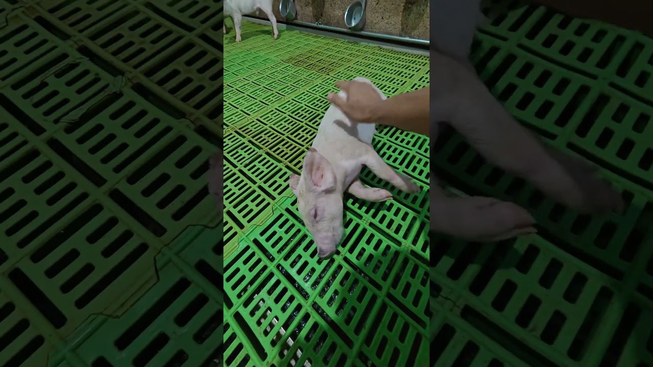 Always sleeping 🛌 #pig #animals #farming #agriculture #funnyanimals #highlights