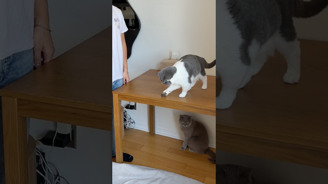 ragebaiting my cats with a tungsten cube