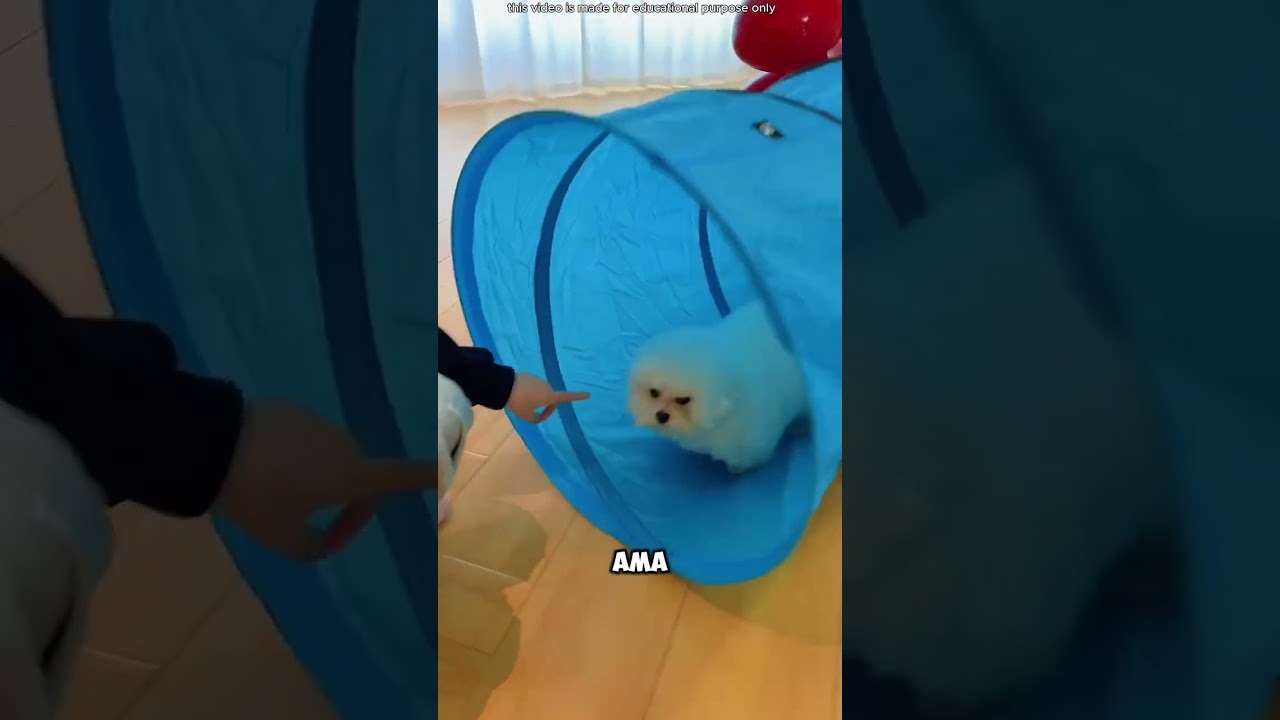 Mavi Borunun Sırrı: Çok Komik Bir Hikaye