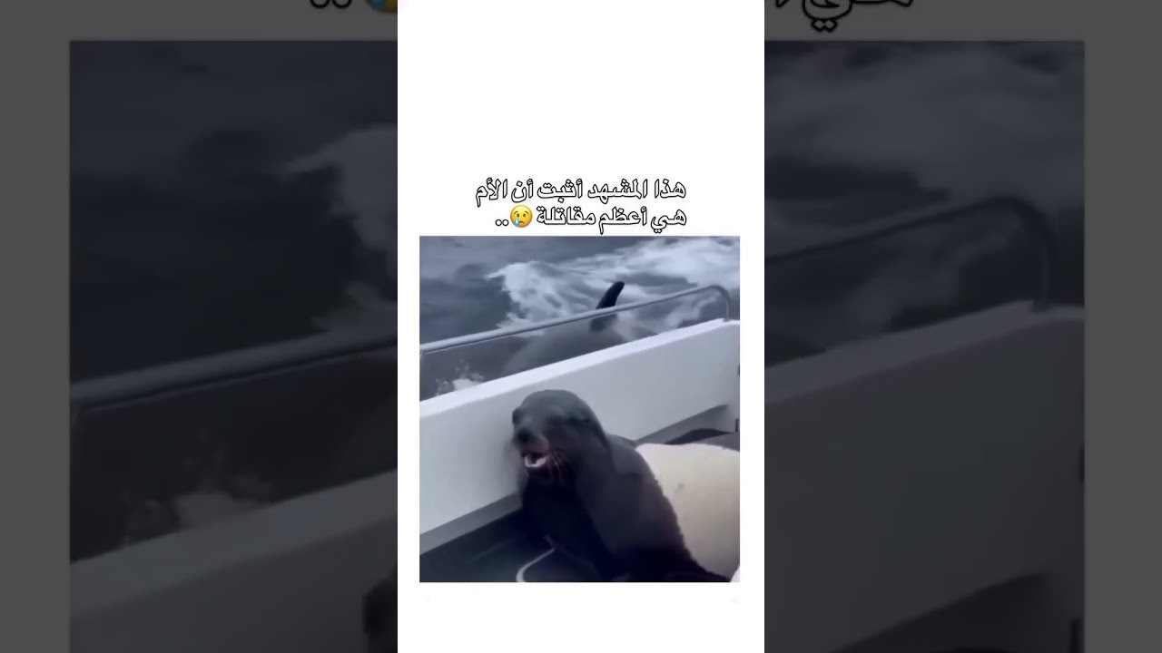 مشهد يثبت أن الأم هي أعظم مقاتلة في العالم! 🥺💔 #لايك #اكسبلور