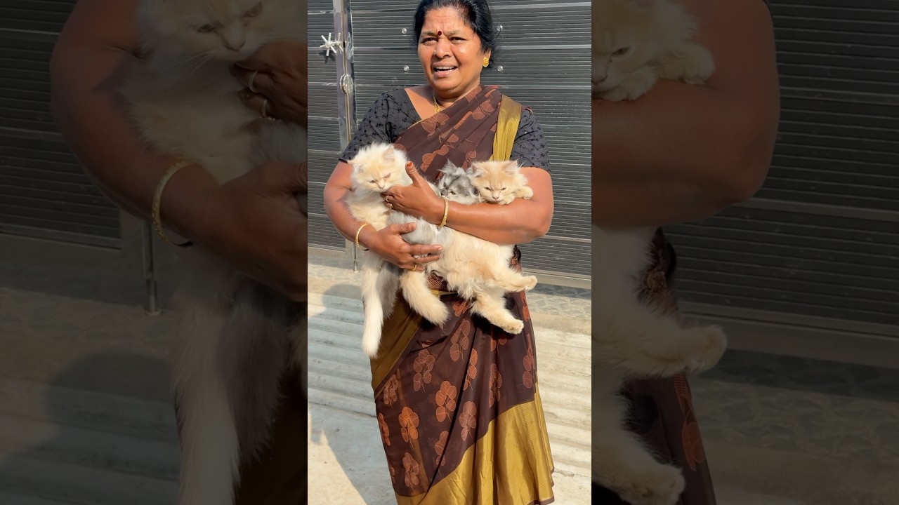 Very Painful 😱 | Kutty Cat Injection பண்ண போறேன் 😔😔