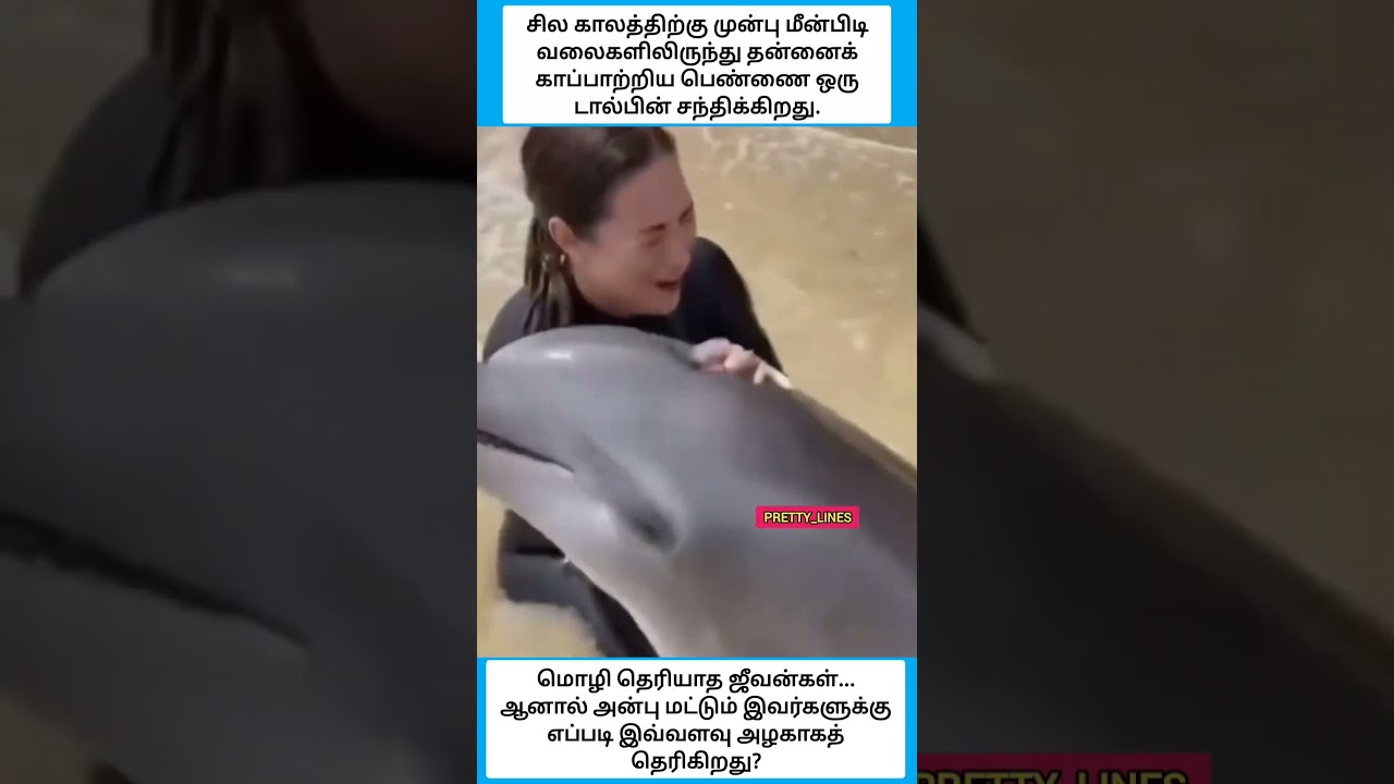 மொழி தெரியாத ஜீவன்கள்... ஆனால் அன்பு மட்டும் இவர்களுக்கு எப்படி இவ்வளவு அழகாகத் தெரிகிறது #shorts
